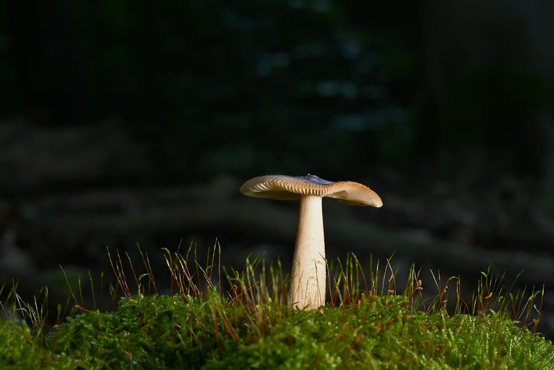 Forest Path